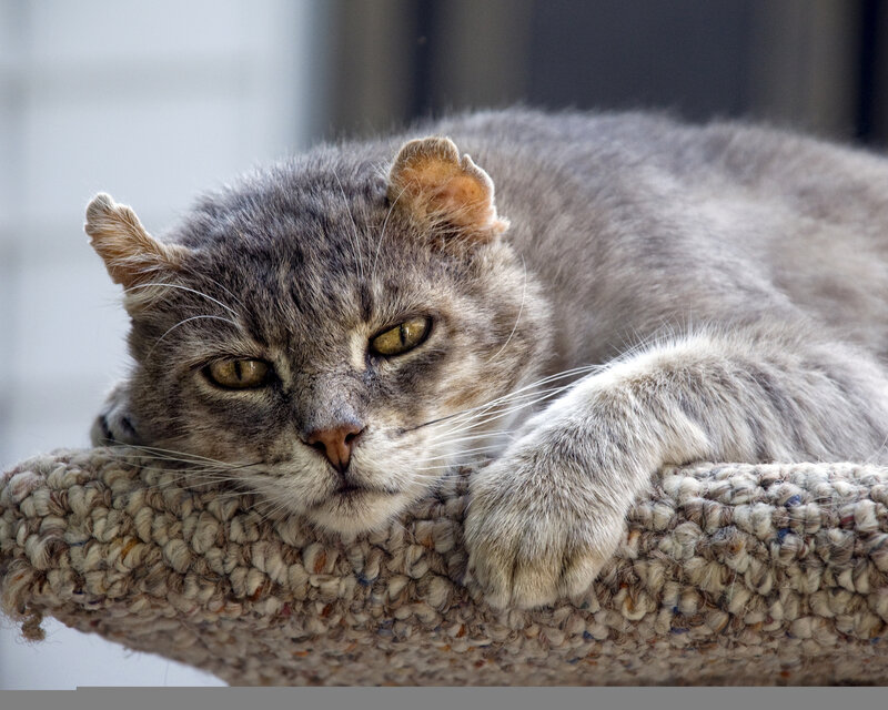 Gray Tabby Cat Resting — Calm, Afternoon