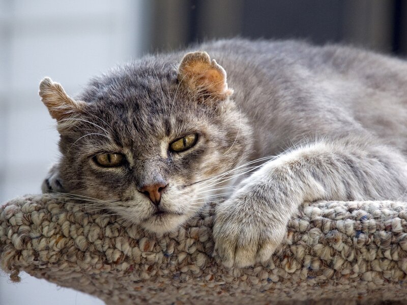 Gray Tabby Cat Resting — Calm, Photograph, Cushion