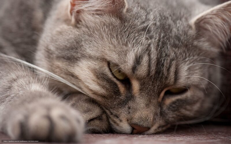 Gray Tabby Cat Resting — Calm, Photograph, Paw