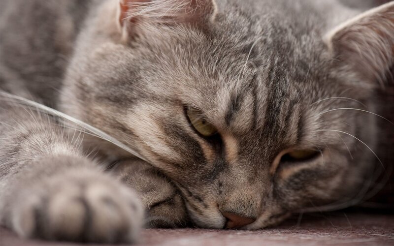 Gray Tabby Cat Resting — Calm, Photograph