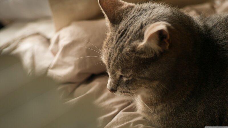 Gray Tabby Cat Resting — Calm