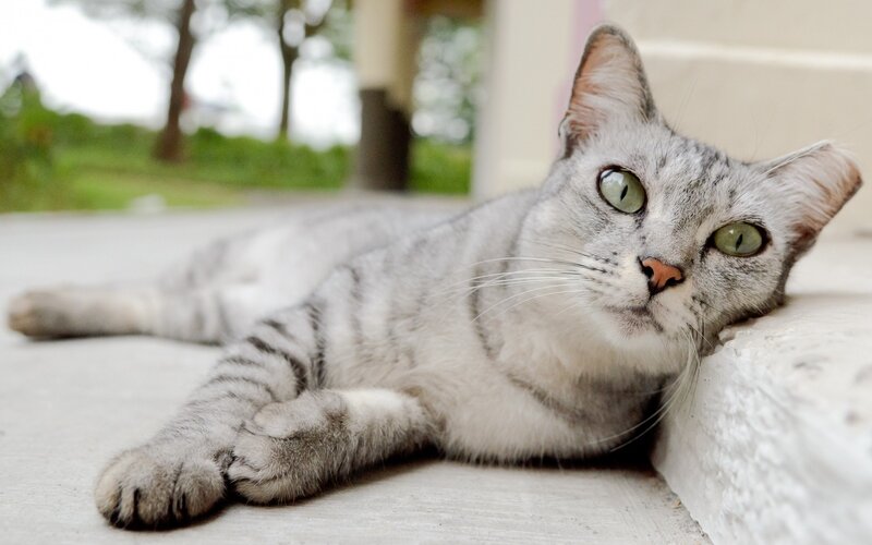 gray tabby cat resting outside