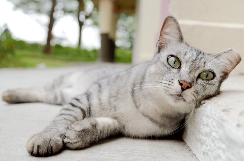 gray tabby cat resting outside