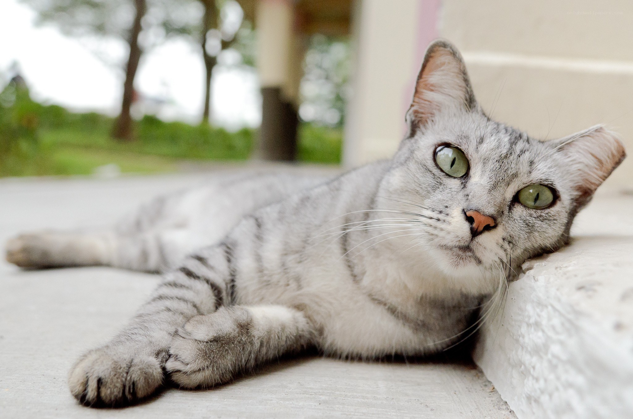 gray tabby cat resting outside