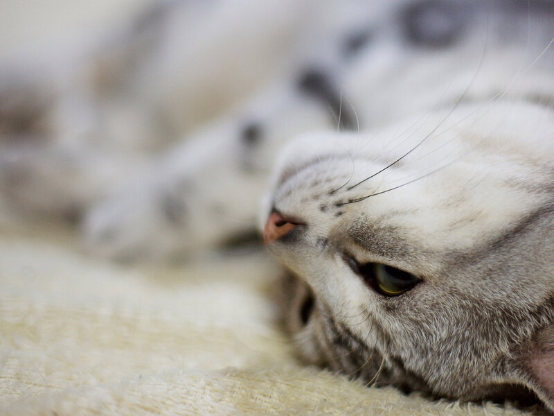 Gray Tabby Cat Resting — White