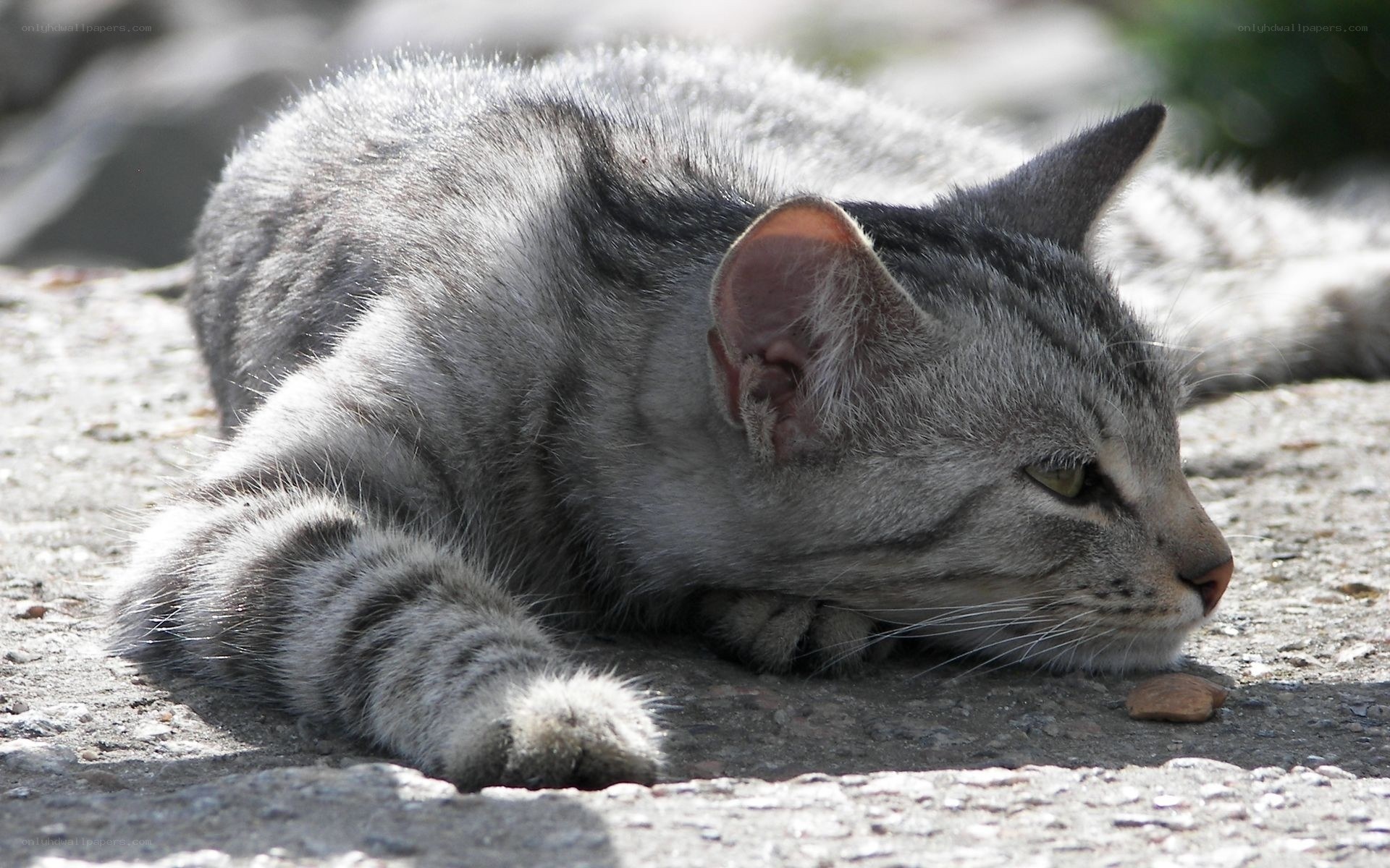 gray tabby cat resting