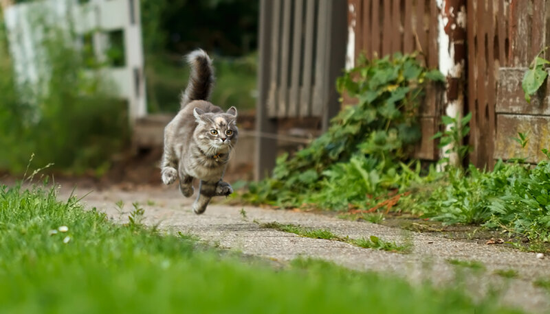Gray Tabby Cat Running