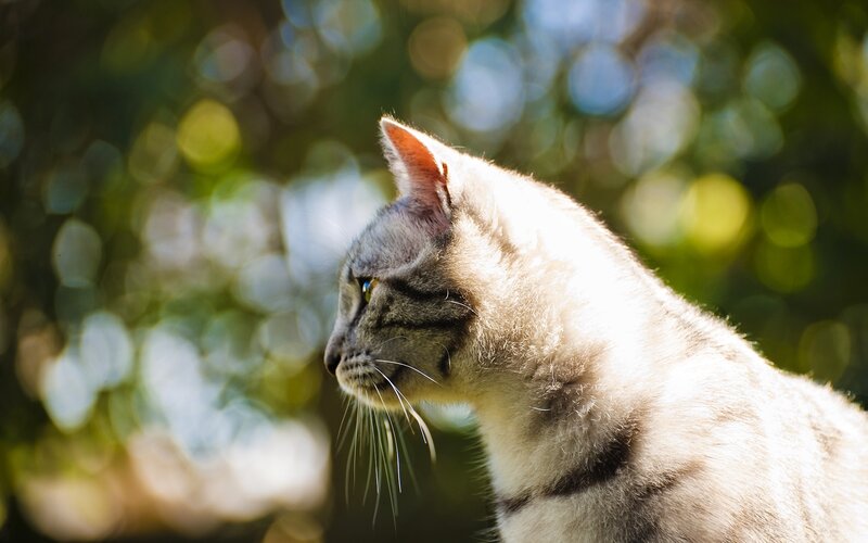Gray Tabby Cat — Serene, Afternoon, Photograph