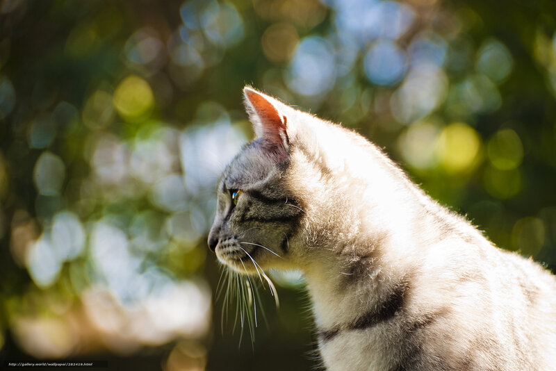 Gray Tabby Cat — Serene, Afternoon, Photograph, Trees