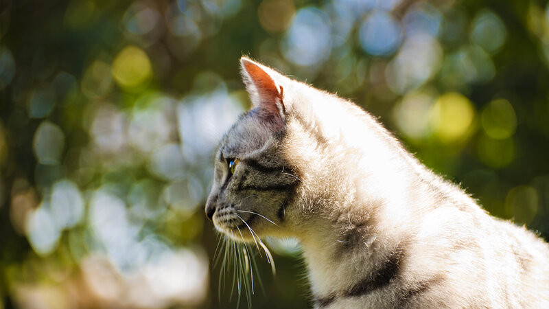 Gray Tabby Cat — Serene, Afternoon