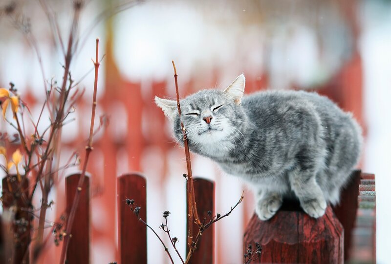 Gray Tabby Cat — Serene, Winter