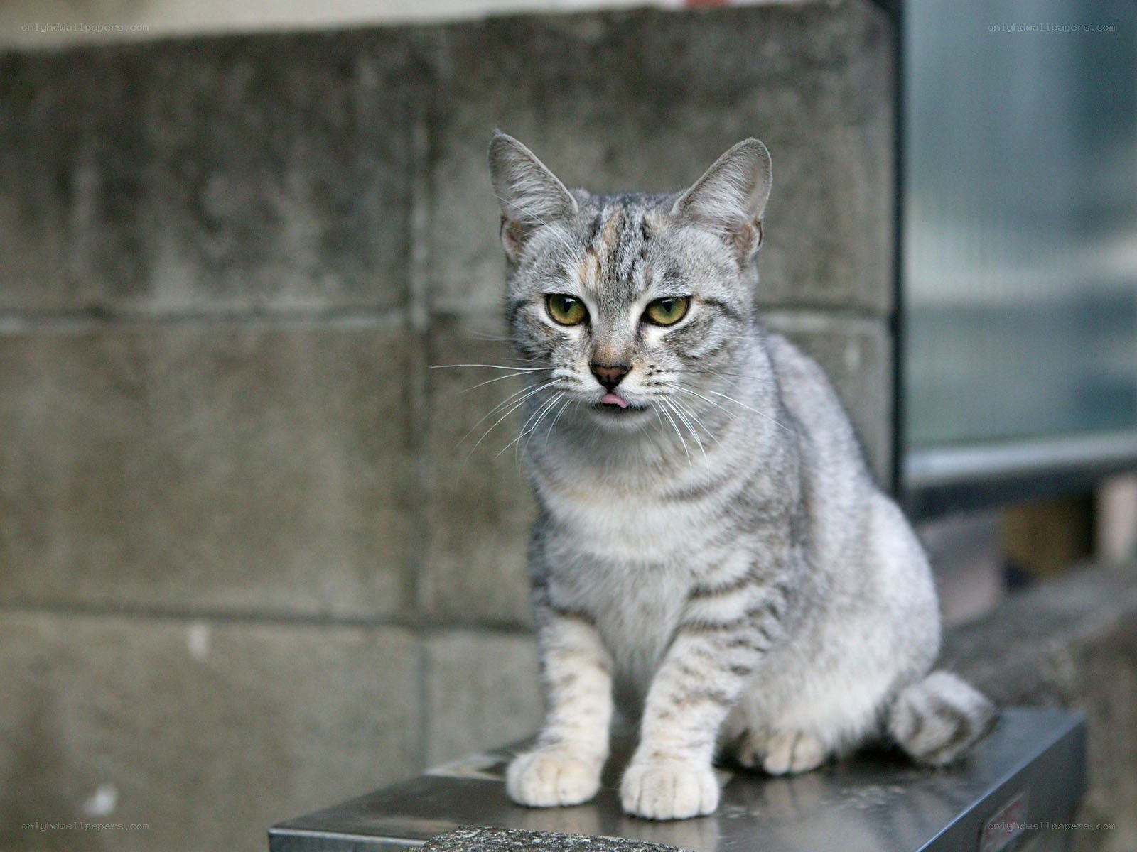 gray tabby cat sitting on metal