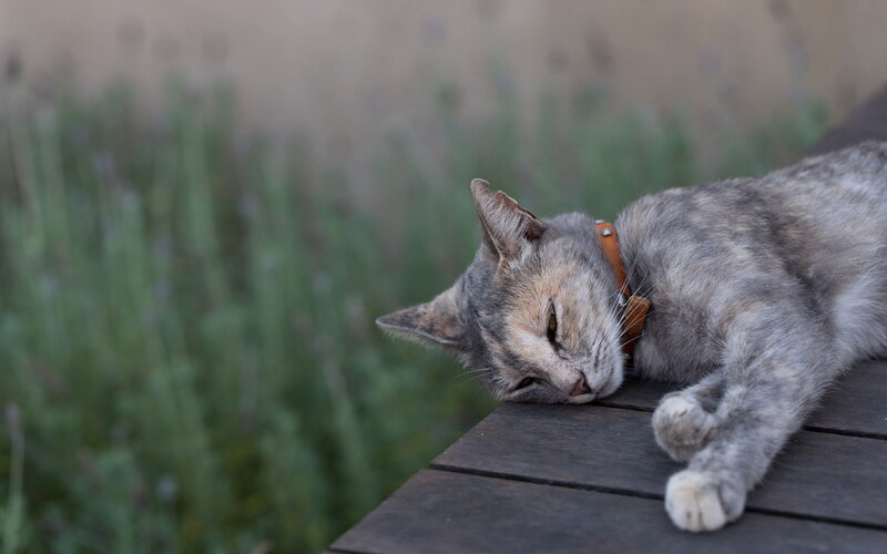 Gray Tabby Cat Sleeping — Calm, Afternoon