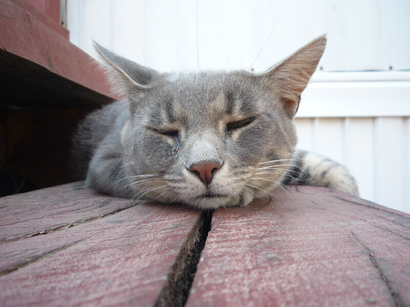 Gray Tabby Cat Sleeping — Calm