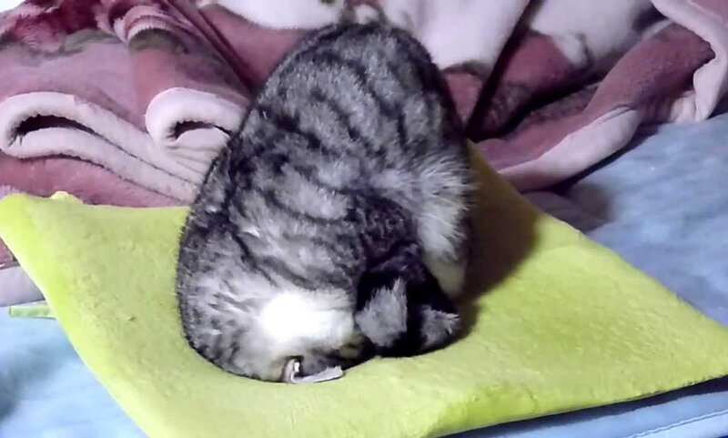 Gray Tabby Cat Sleeping — Green