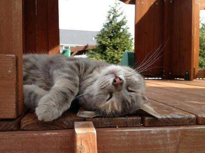 Gray Tabby Cat Sleeping — Peaceful, Afternoon, Photograph