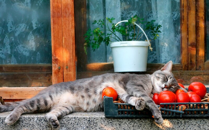 Gray Tabby Cat Sleeping — Peaceful, Afternoon