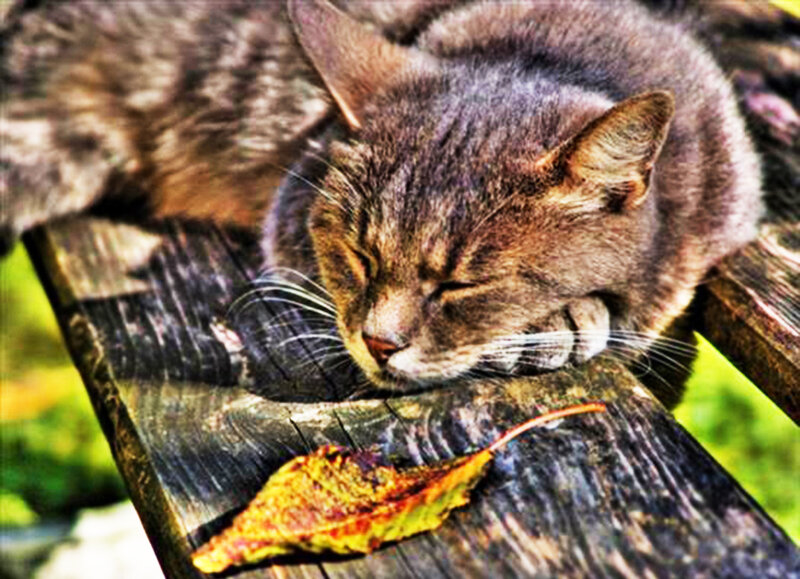 Gray Tabby Cat Sleeping — Peaceful