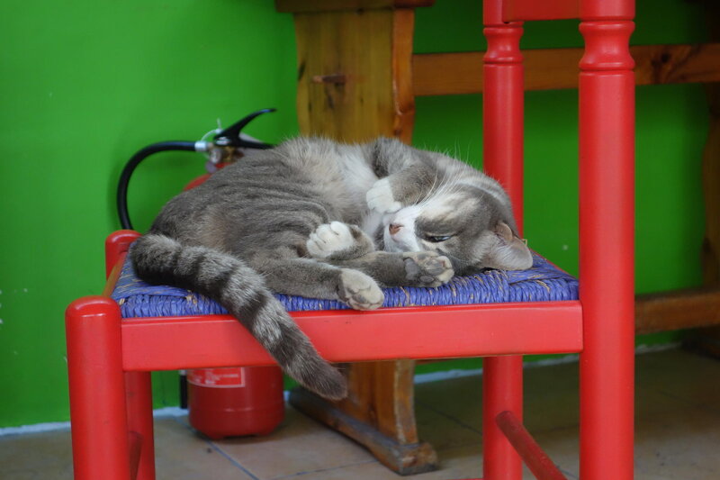 Gray Tabby Cat Sleeping — Red