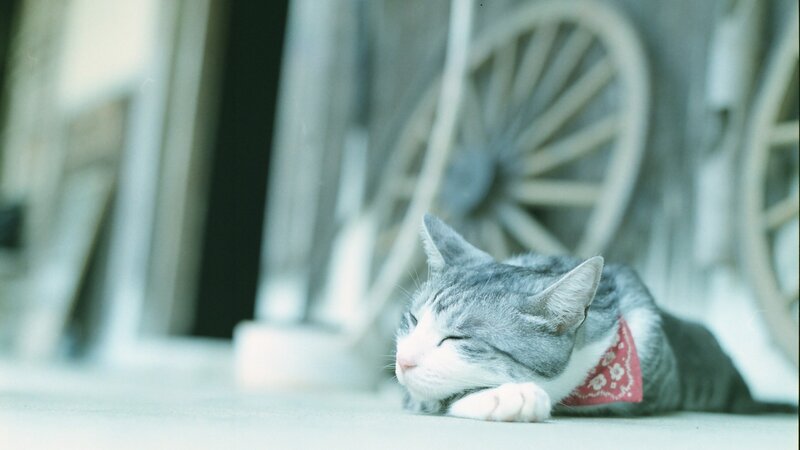 Gray Tabby Cat Sleeping — Serene