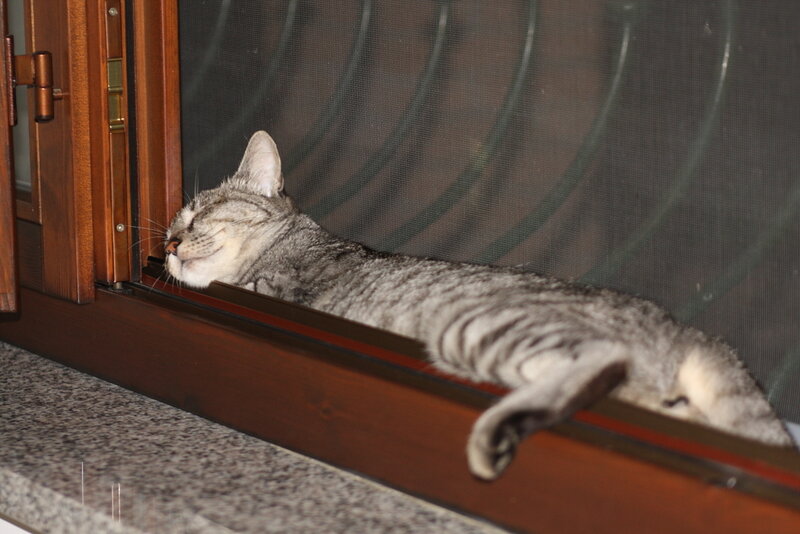 Gray Tabby Cat Sleeping