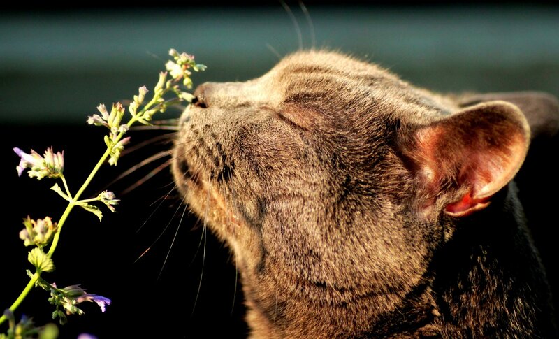 Gray Tabby Cat Sniffing Flower
