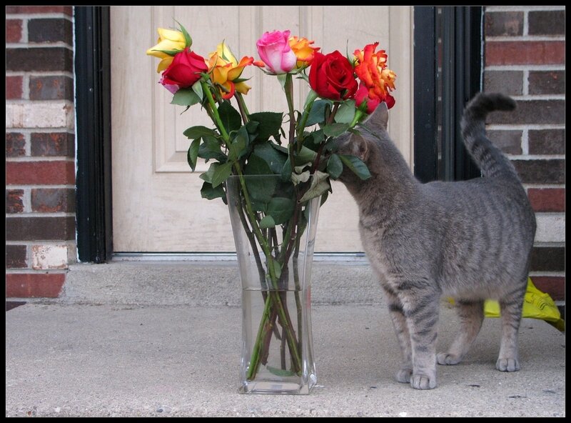 Gray Tabby Cat Sniffing Flowers
