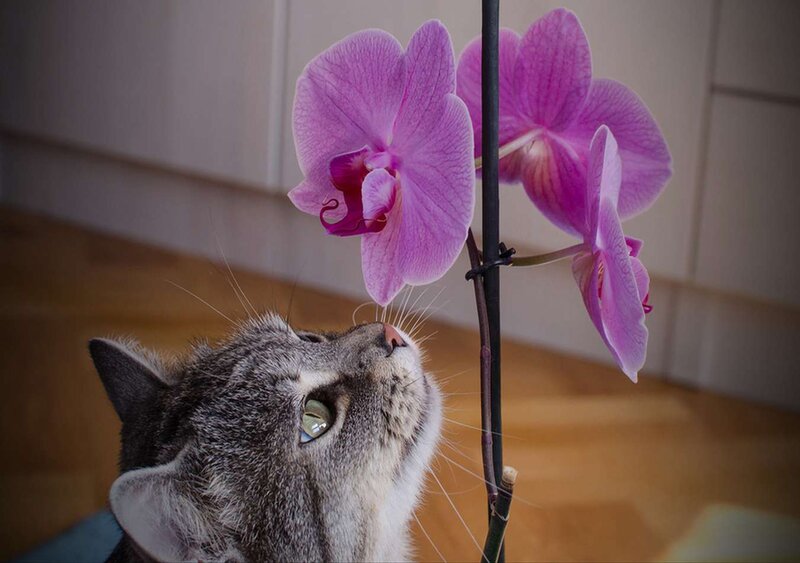 Gray Tabby Cat Sniffing Orchid