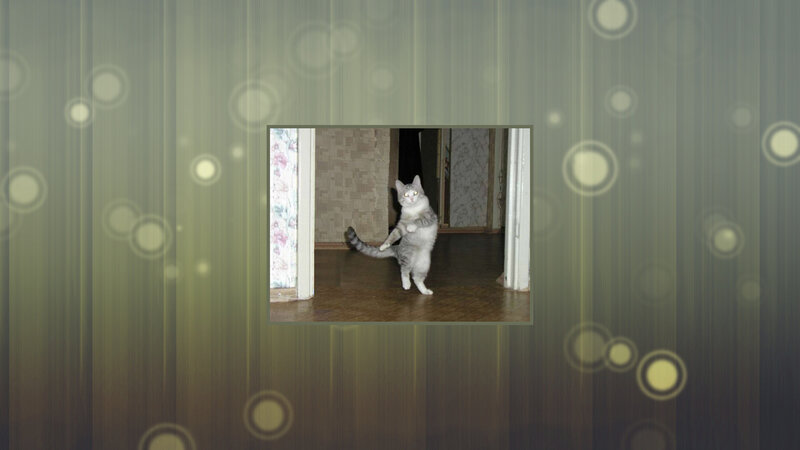 Gray Tabby Cat Standing