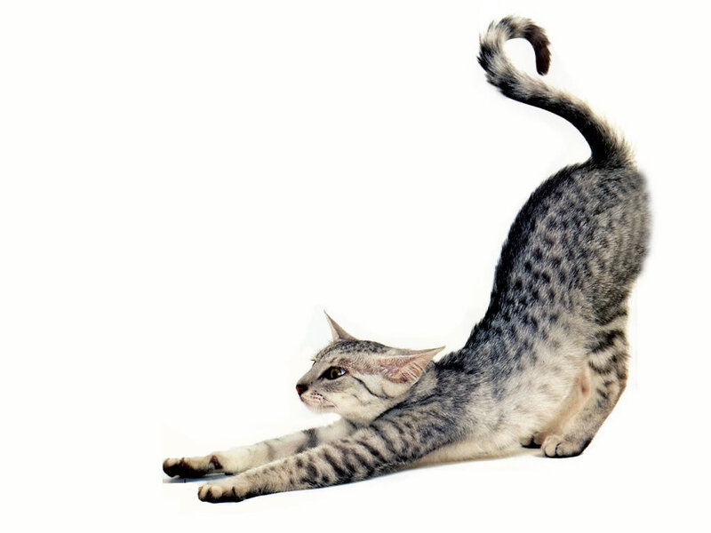 gray tabby cat stretching