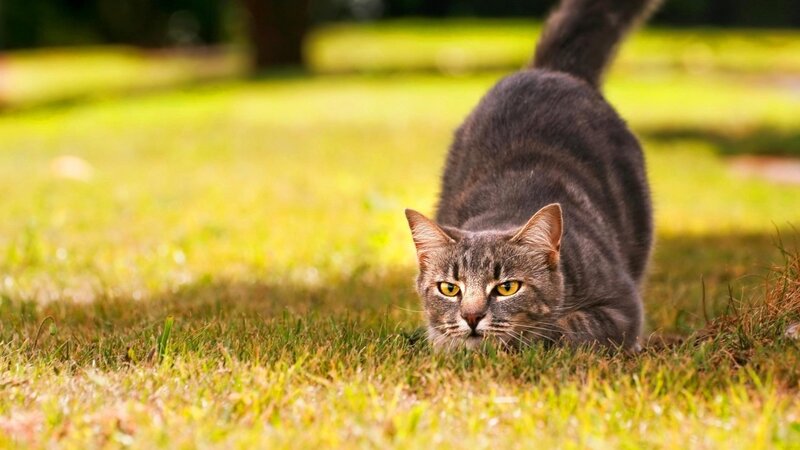 Gray Tabby Cat — Tail