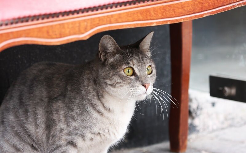 gray tabby cat under furniture