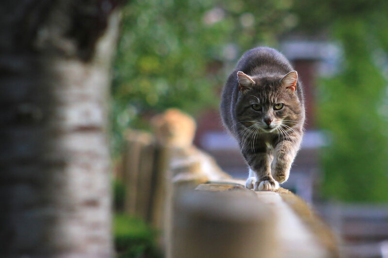 Gray Tabby Cat Walking — Focused