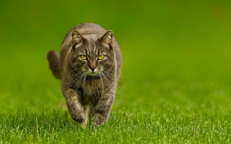 gray tabby cat walking on grass