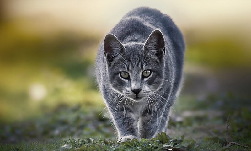 Gray Tabby Cat Walking