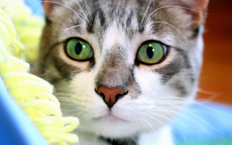 Gray Tabby Cat — White, Curious