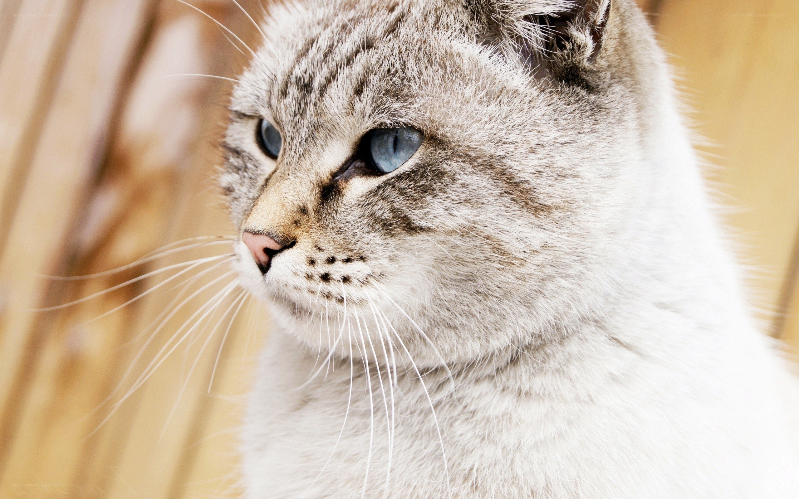 gray tabby cat with blue eyes