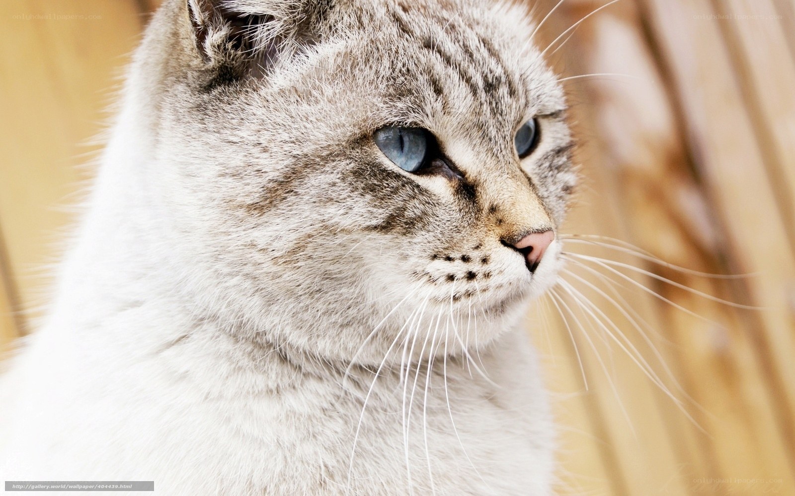gray tabby cat with blue eyes
