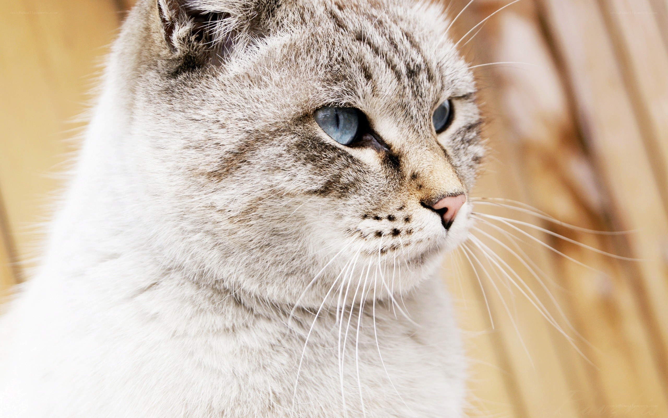 gray tabby cat with blue eyes