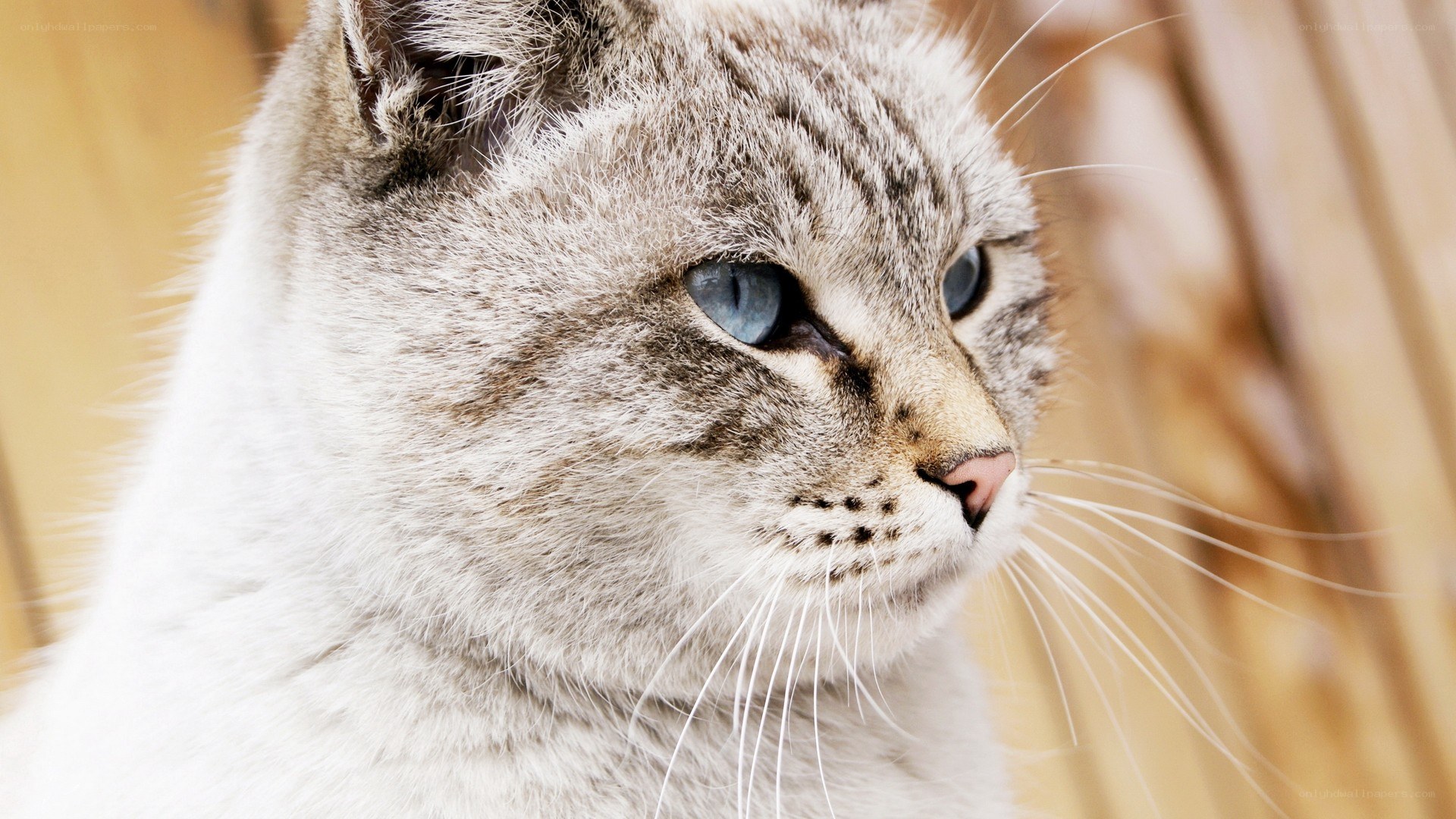 gray tabby cat with blue eyes
