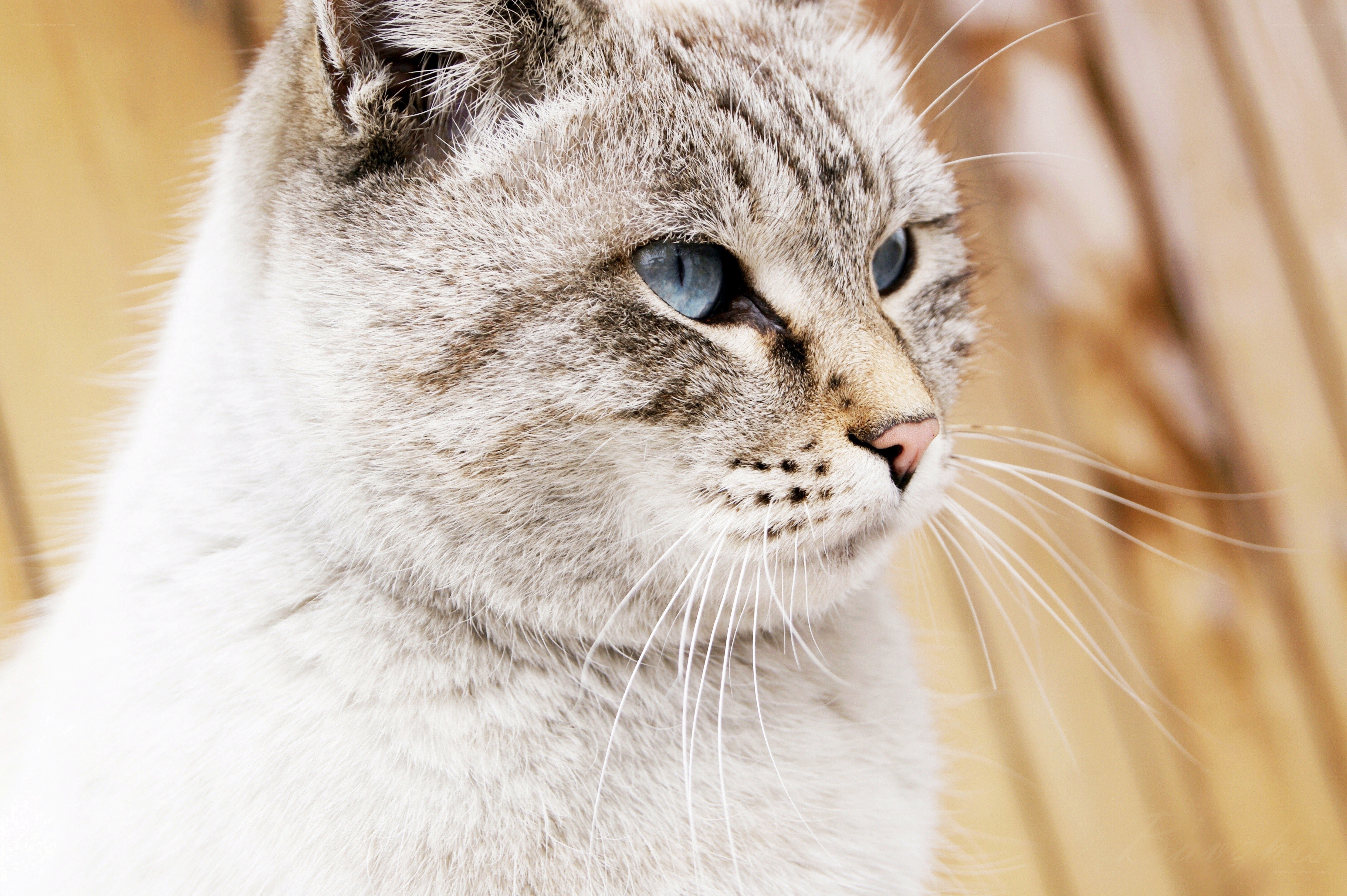 gray tabby cat with blue eyes