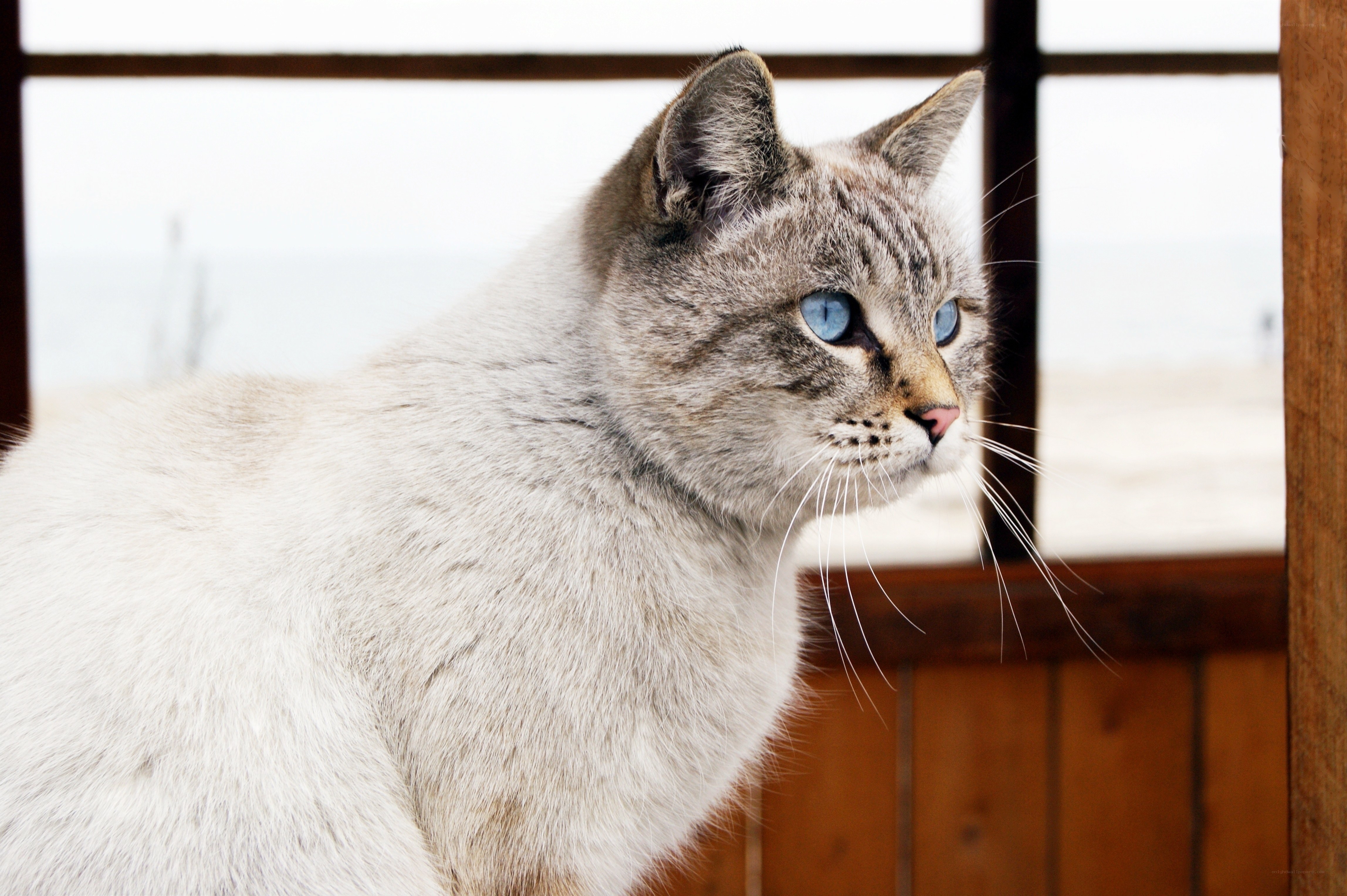 gray tabby cat with blue eyes