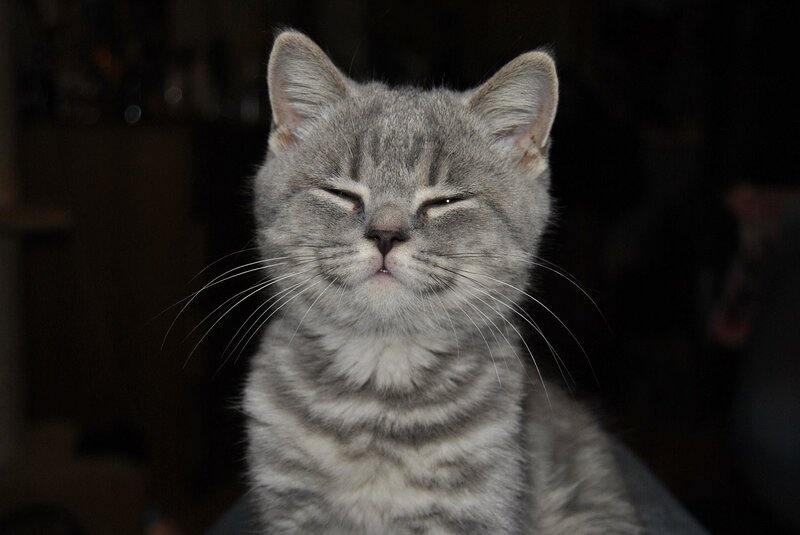 gray tabby cat with closed eyes