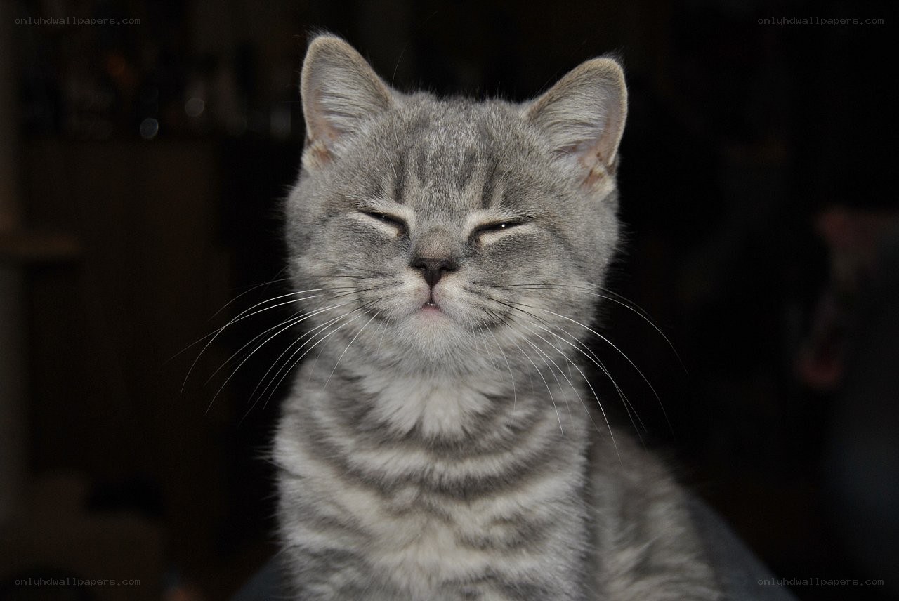 gray tabby cat with closed eyes