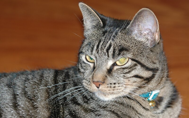 gray tabby cat with collar