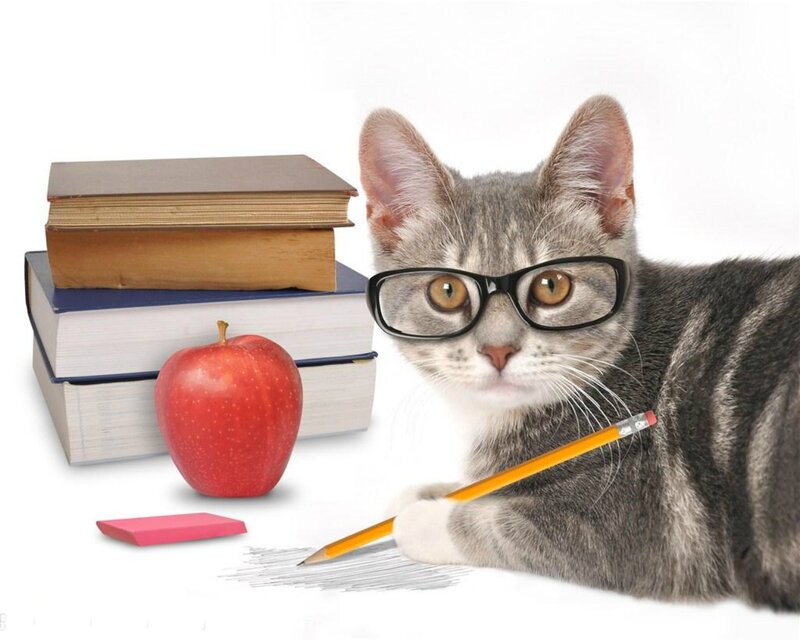 Gray Tabby Cat with Glasses