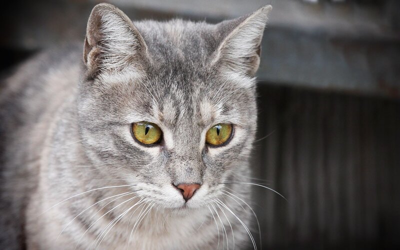 gray tabby cat with green eyes