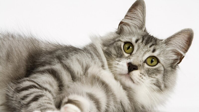 gray tabby cat with green eyes