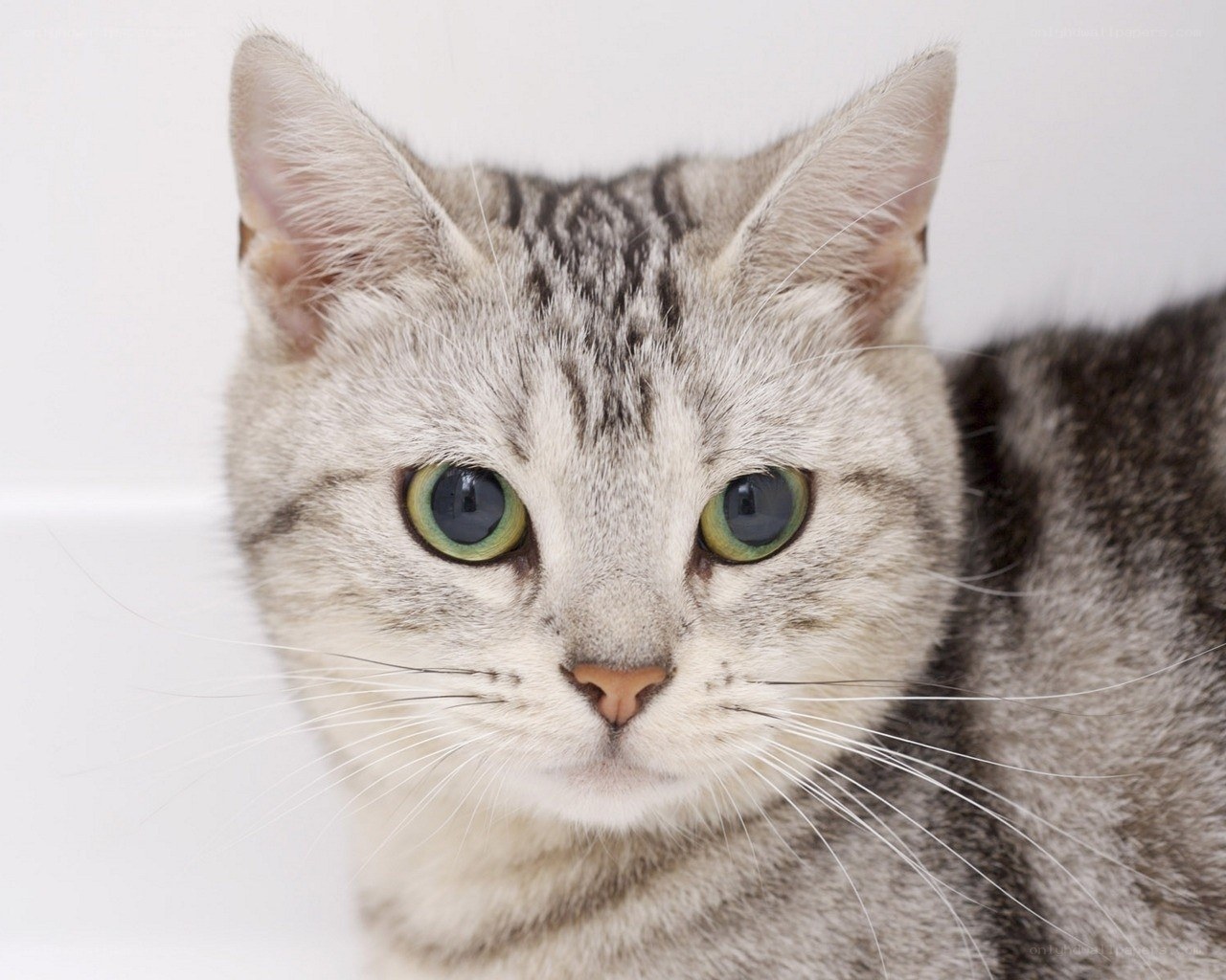 gray tabby cat with green eyes