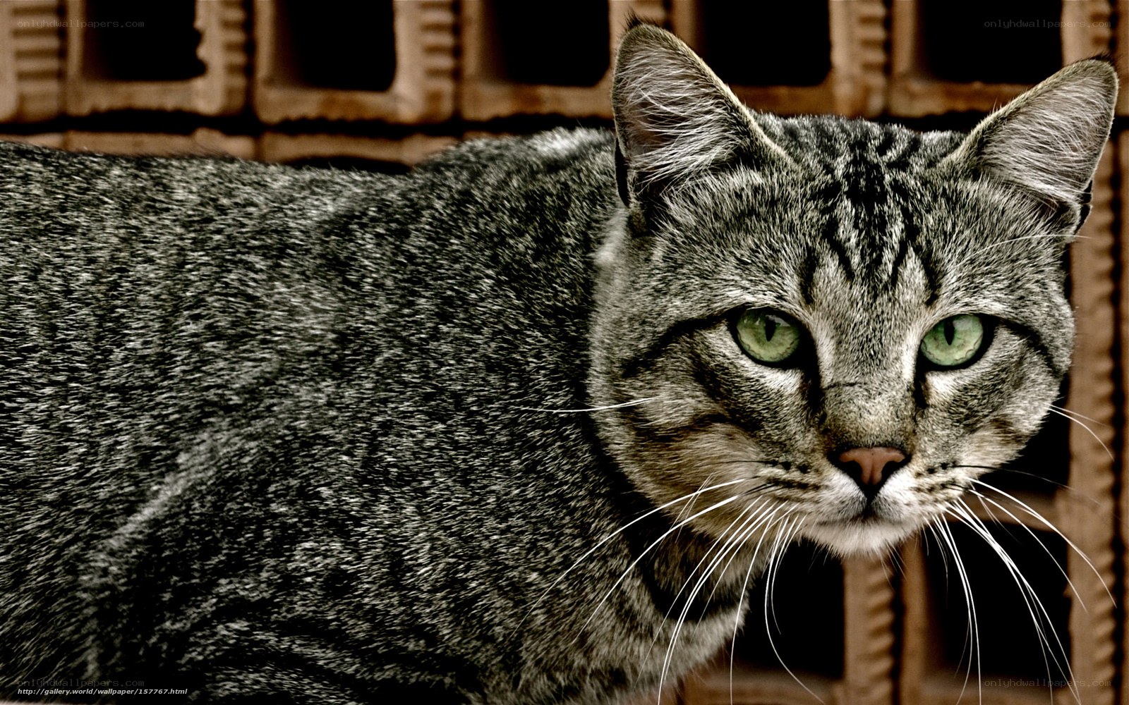 gray tabby cat with green eyes